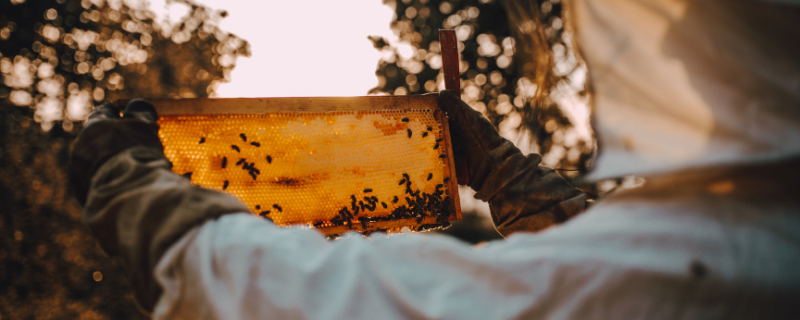 métier apiculteur